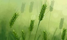 六月的味道_450字