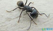 喝奶茶的小蚂蚁_400字