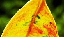 又是春残花落时_550字