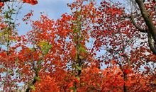 [PK赛]关于风景的作文：美丽的香山红叶_550字