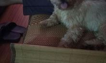 我家的歪嘴_650字