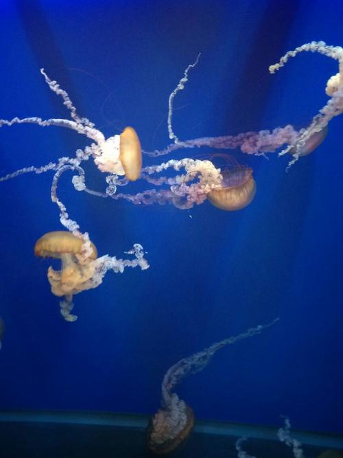 水族馆旅行_400字