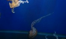 海洋馆游记_400字