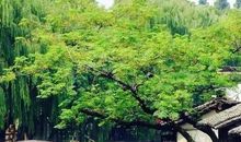 诗意的栖居_1200字