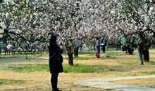 美丽的杏树林_150字