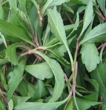 挖掘机狂野蔬菜_200字