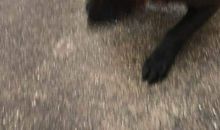 邻居家的“小黑”_350字