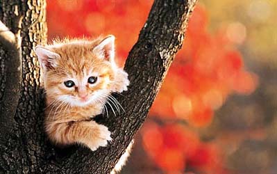 小花猫_250字