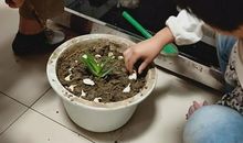 我种下的蒜瓣_300字