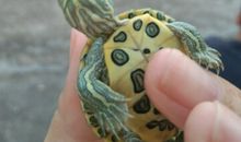 我家的两只小乌龟_350字