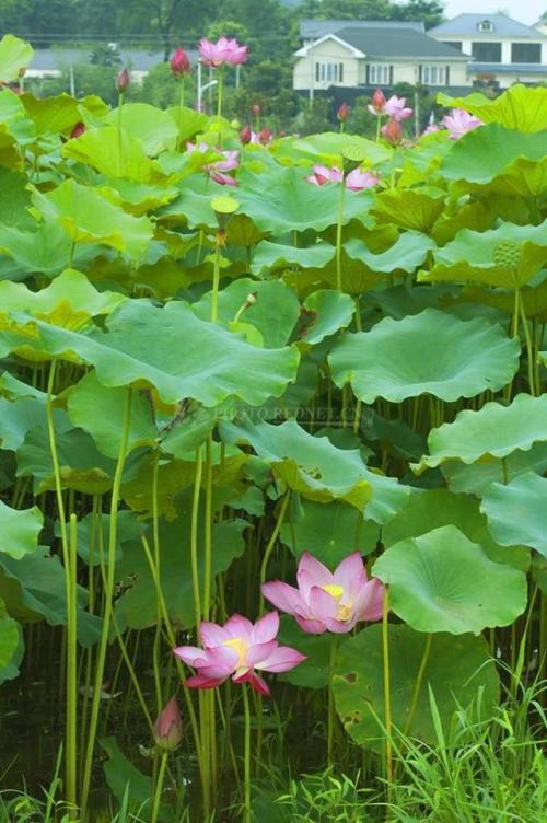 花园博览会_250字
