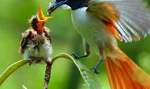 会唱歌的金鱼_800字