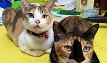 动物的信任_650字