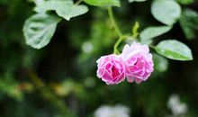 一朵蔷薇花_300字
