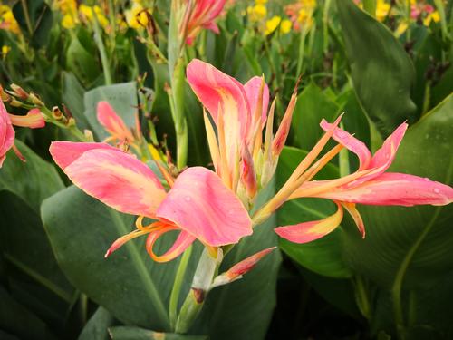 花朵像锦缎