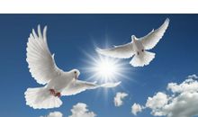 在蓝天上飞翔_550字