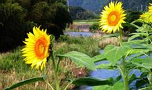 我们都是向日葵_150字