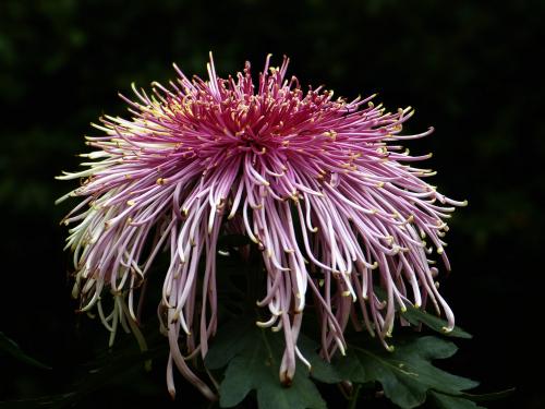 Chrysanthemum _150字