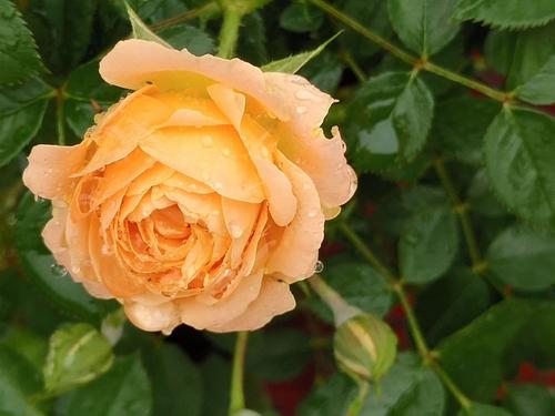 在雨中用餐_2000字