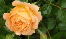 细雨中情_2000字