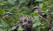 “大鸟”快回巢_3000字