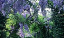 继续，花别凋零_500字