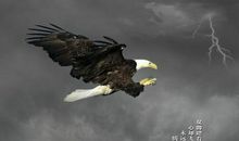 像鸟一样飞翔_1200字