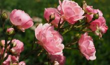 蔷薇绽放时_450字