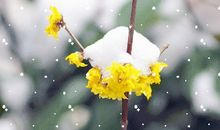 雪花，怎不能芬芳？_200字