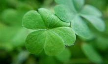 幸运的四叶草精灵_2000字