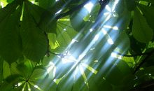 亲吻那如火如荼的阳光_450字