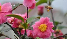 花影婆娑雨夜，酬唱一曲轻歌_1000字