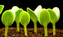 种子的生命_350字