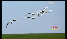 一只渴望飞翔的鸟_450字