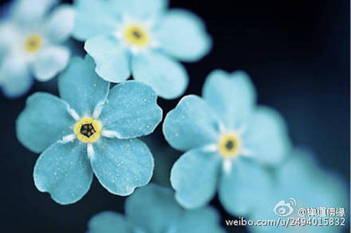 生活就像鲜花，爱情是鲜花的蜂蜜_500字