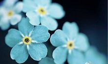 人生如花,而爱便是花的蜜_500字