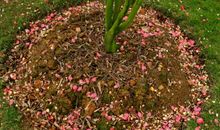 化作春泥更护花_450字