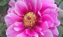 “雍容华贵”——牡丹_450字