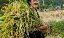 丰收的日子_150字