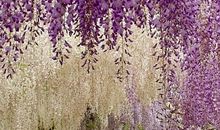 园丁对花儿的呵护_650字