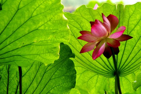 莲花和莲花叶_​​600字