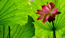 荷花与荷叶_600字