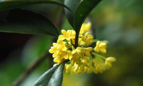 高中写作组成：小飞和桂花树_1200字