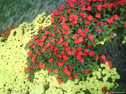 花_150字