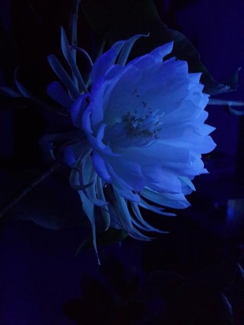 童年，只是花，_1200字
