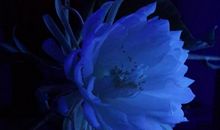 童年，只是昙花一现_1200字