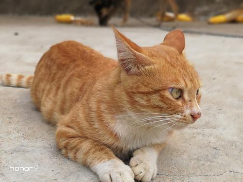 可爱的小猫_550字