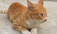 可爱的小猫_550字