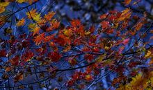 最后一片枫叶_600字