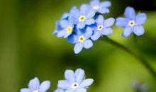 回忆（蓝色）_800字